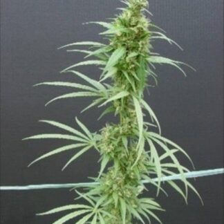 NEVILLES HAZE