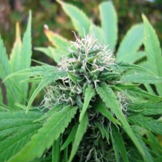NL5 X SKUNK