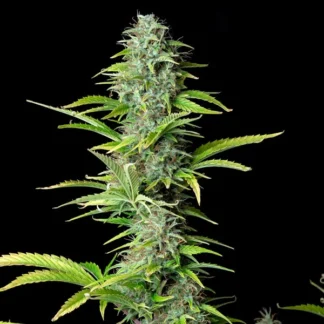 ROYAL NORTHERN LIGHT AUTO