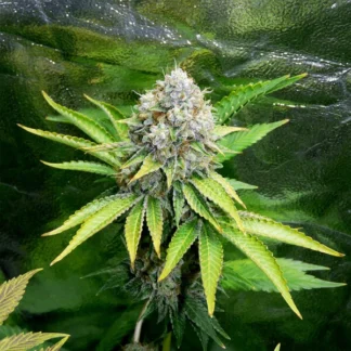 O.G. KUSH