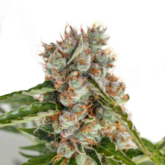 Orange Bud en gros