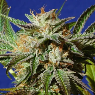 gorilla cookies