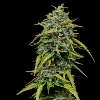 PAINKILLER XL