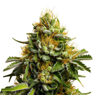Papaya Thai
