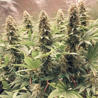 POWER PLANT