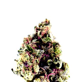 Purple OG Kush Auto