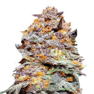 Purple Punch Auto en Gros