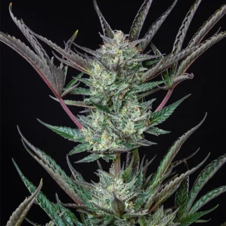 PURPLE PUNCH AUTO