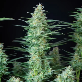 red-dwarf-auto