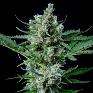 ROYAL BLUEMATIC AUTO