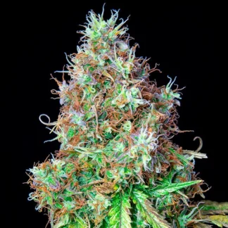 ROYAL CBG