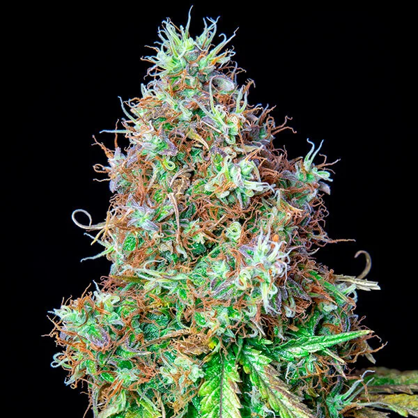 ROYAL CBG