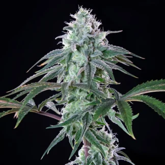 ROYAL CHEESE