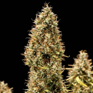 ROYAL COOKIES AUTO