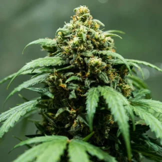 ROYAL DWARF AUTO