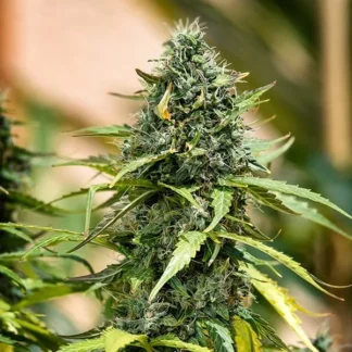 ROYAL GORILLA AUTO
