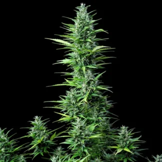 ROYAL HAZE AUTOMATIC
