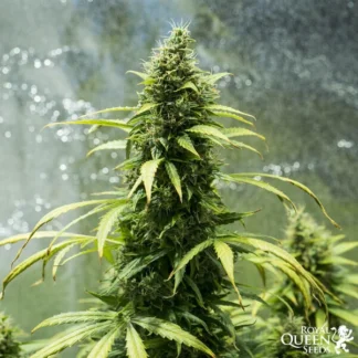 ROYAL JACK AUTO