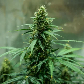ROYAL JACK AUTO