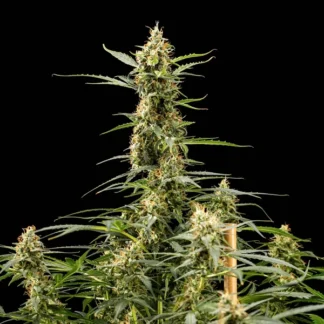 ROYAL KUSH AUTO