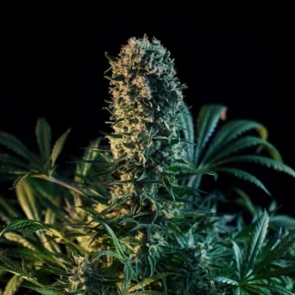 ROYAL MEDIC CBD