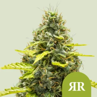 RUNTZ AUTO