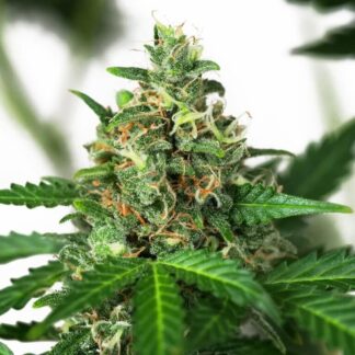 5 GRAINES SENSI AMNESIA AUTO