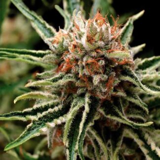 AUTO SHARK