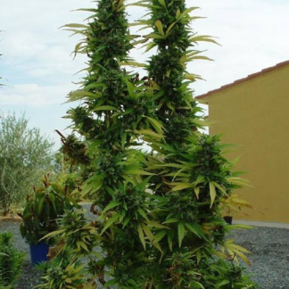 Graines de Skunk #1