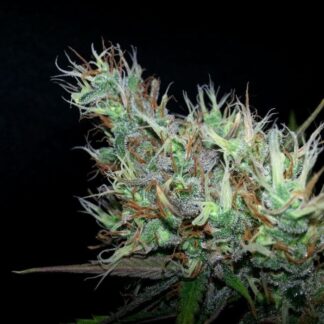 SKUNK HAZE