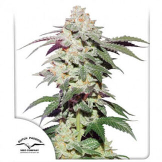 SKYWALKER HAZE