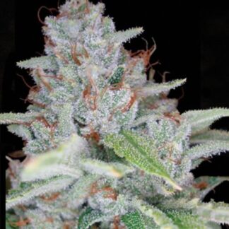 10 GRAINES FEM - SKYWALKER KUSH