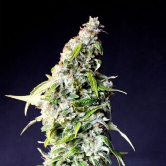 speedy-boom-auto