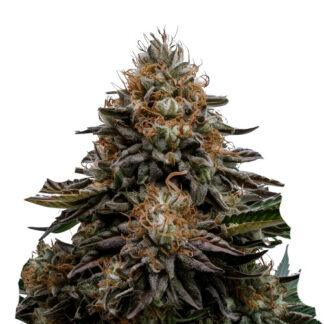 Stardawg Auto XL