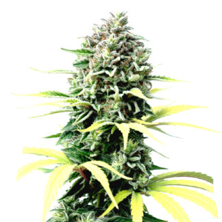 Strawberry Banana Cheese