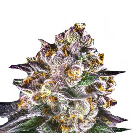Strawberry Banana en Gros