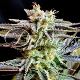 10 GRAINES FEM - SUGAR BLACK ROSE (INDICA LINE)
