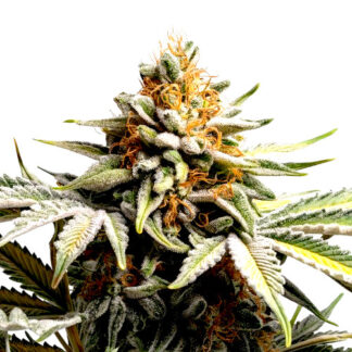 Super Lemon Haze