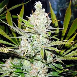 SUPER SILVER HAZE