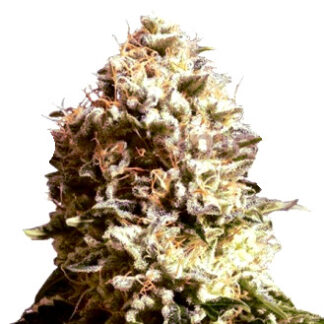 Super Diesel OG en gros