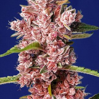 100 GRAINES FEM - TROPICANNA POISON F1 FAST VERSION