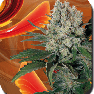 SYRUP AUTO