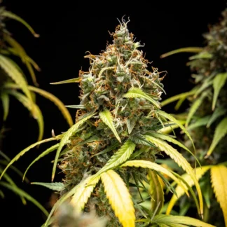 TRIPLE G AUTO