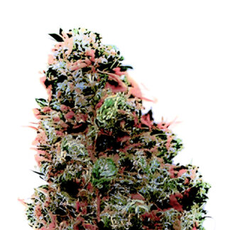 Tropicana Punch Auto