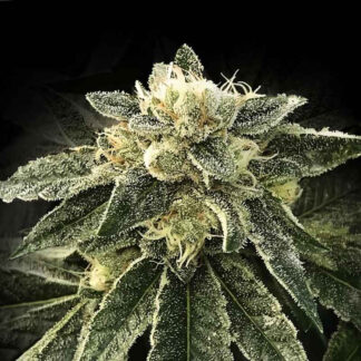 5 GRAINES FEM - WHITE CHOCOLOPE