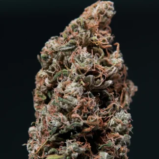 WHITE DWARF AUTO