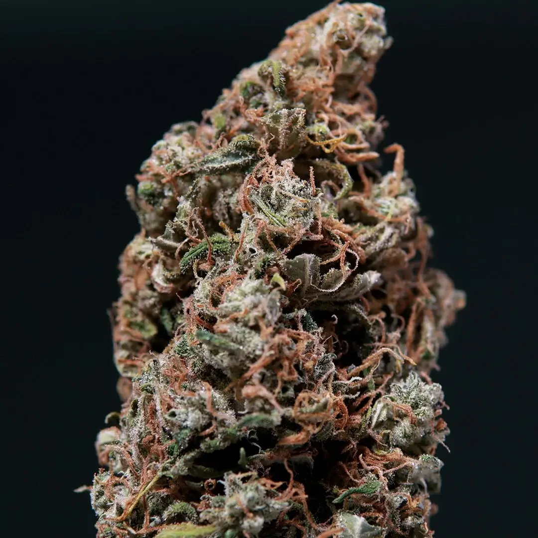 WHITE DWARF AUTO
