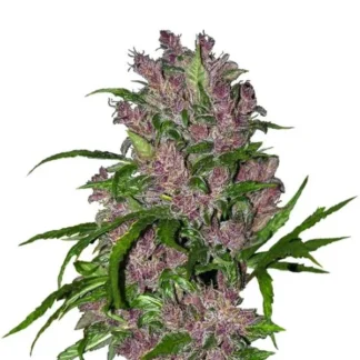PURPLE BUD AUTO
