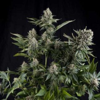50 GRAINES FEM - WHITE WIDOW