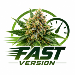 GRAINES CANNABIS FAST VERSION